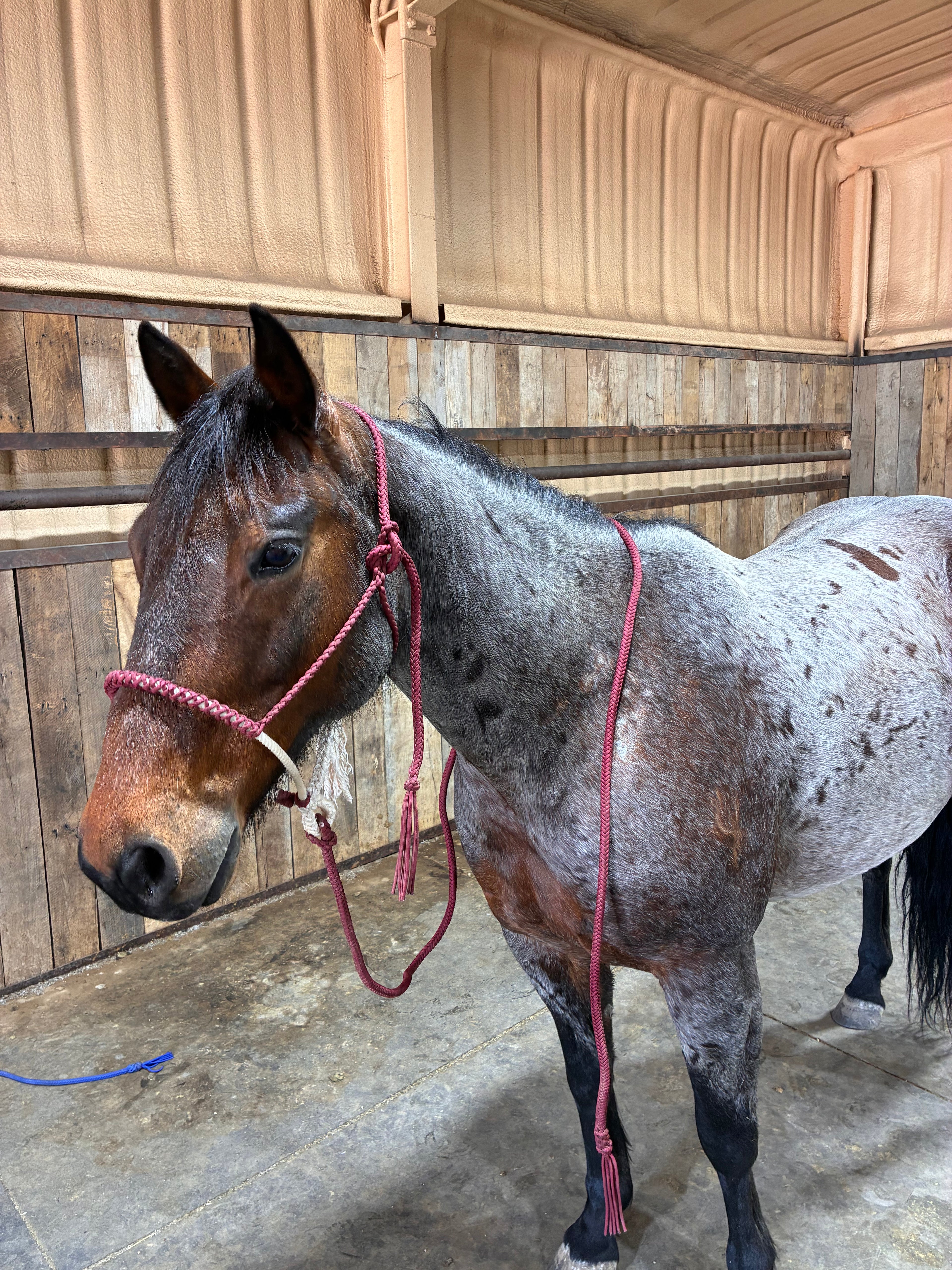 Maroon Rope