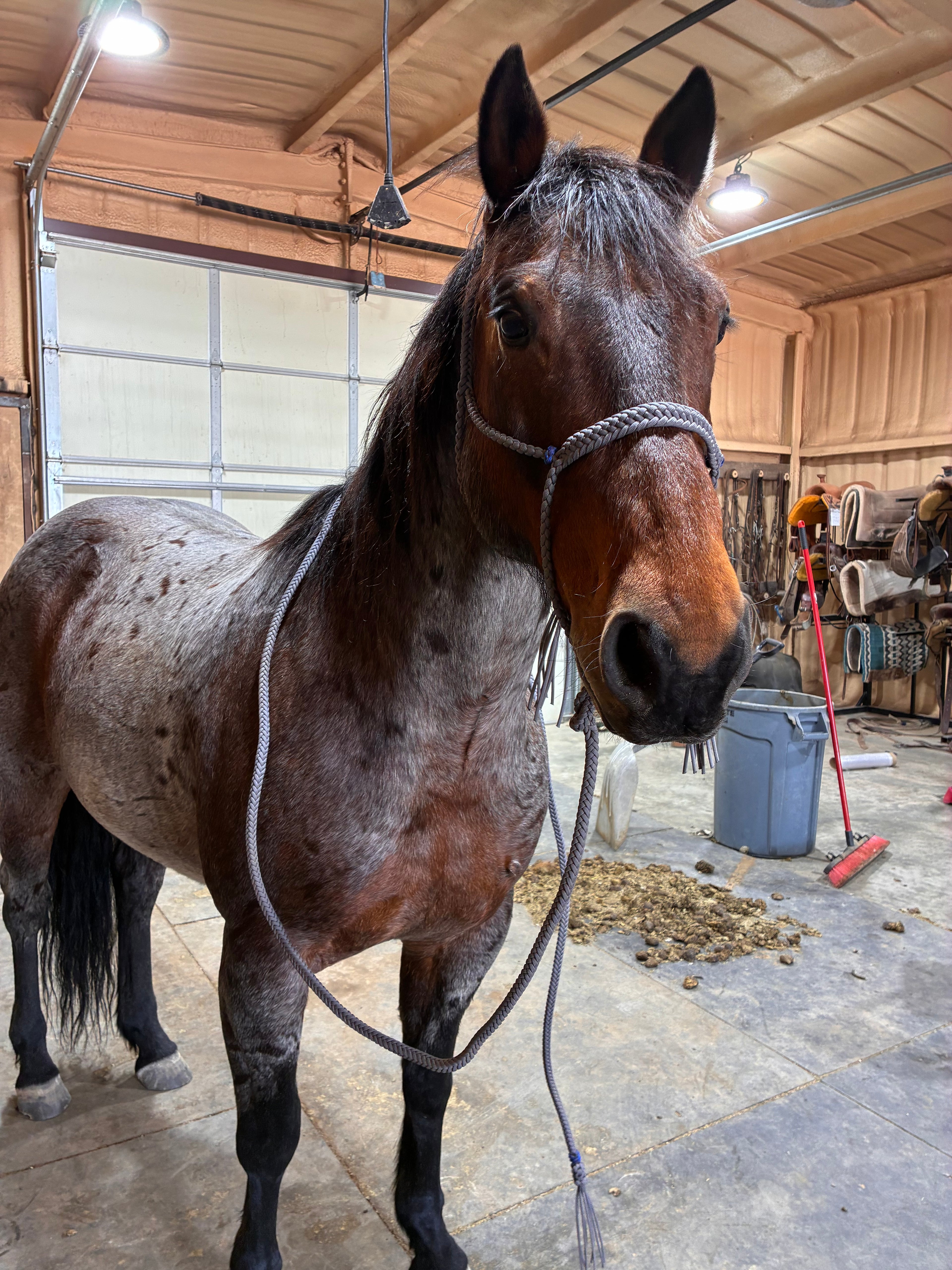Grey w/ Blue Horn Knots